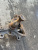 фото Mercedes S W220 Кулак поворотный передний правый 1998-2005