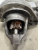 фото Honda Civic 5D Стартер 2006-2012