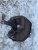 фото VW Touran Кулак поворотный задний левый 2003-2010