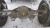 фото BAW Fenix Мост задний 2008-2012
